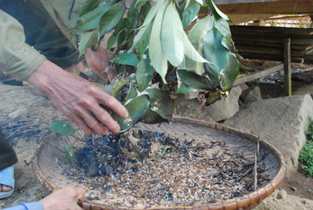 Trứng[-]kiến[-]gai[-]đen:[-]thần[-]dược[-]phòng[-]the[-]cho[-]phái[-]mạnh?